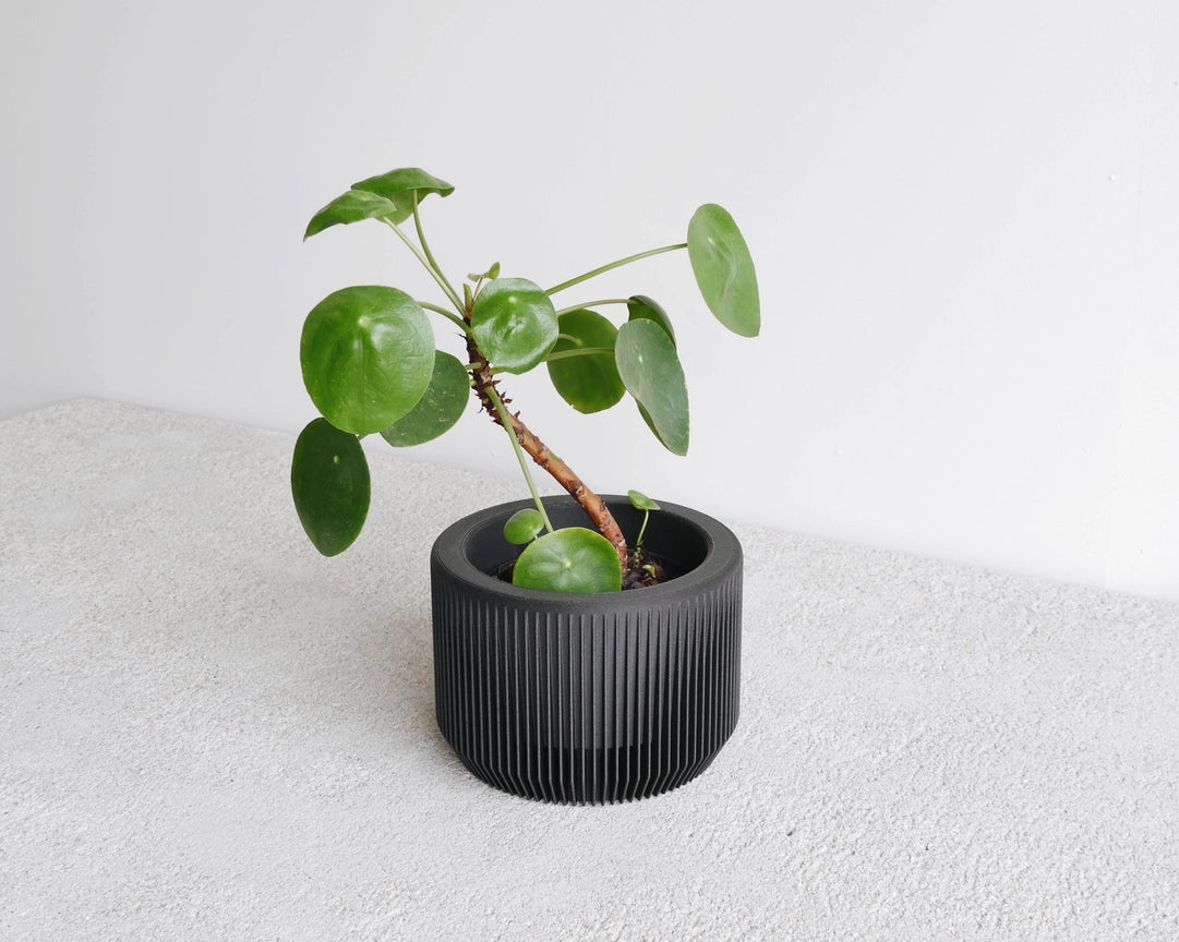 Discovery Collection | Blumentopf Praha