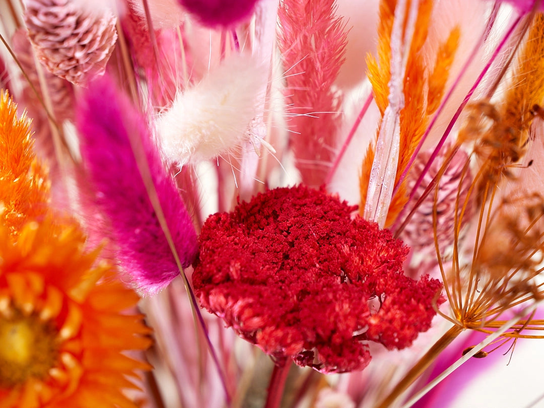 Wild Collection | Trockenblumenstrauss Coral