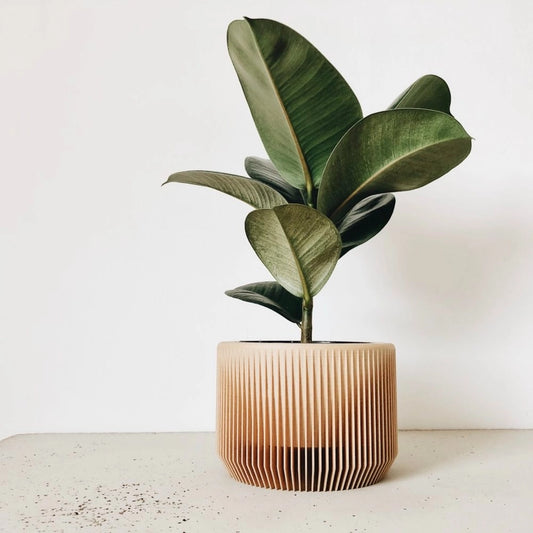 Discovery Collection | Blumentopf Praha