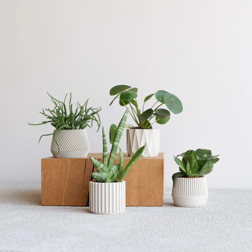 Discovery Collection | Blumentopf Set