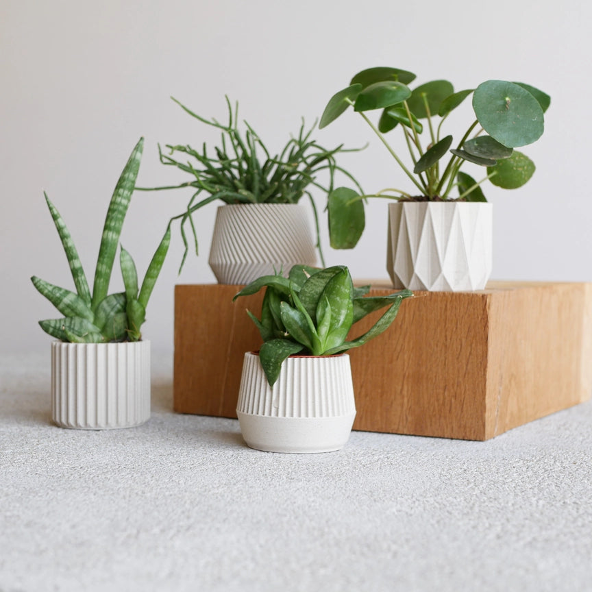 Discovery Collection | Blumentopf Set