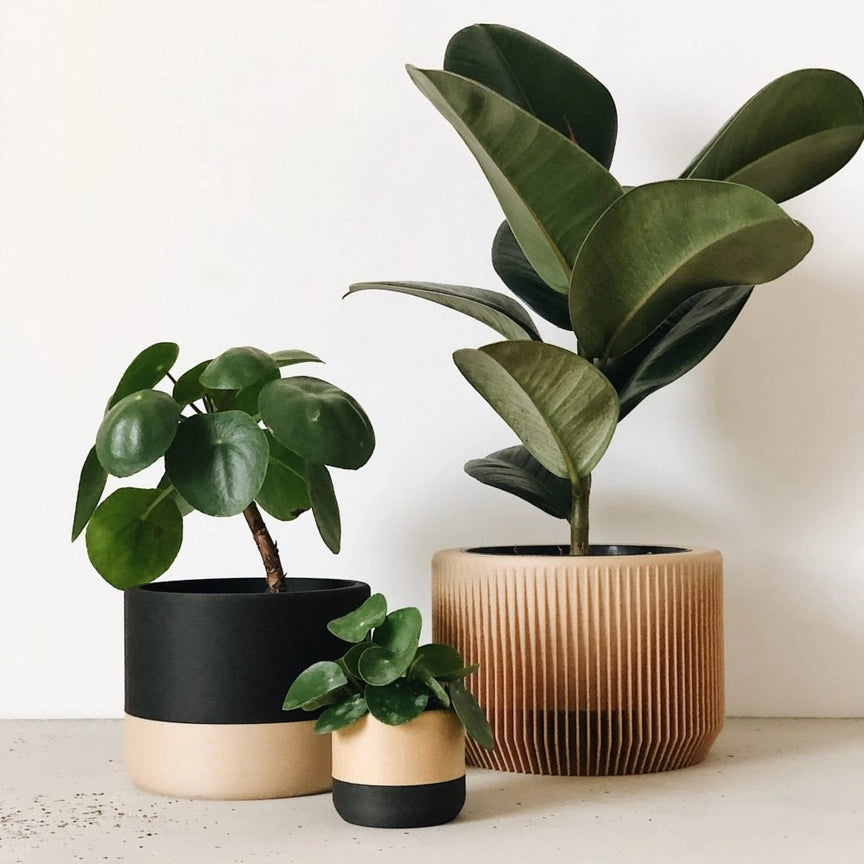 Discovery Collection | Blumentopf Praha