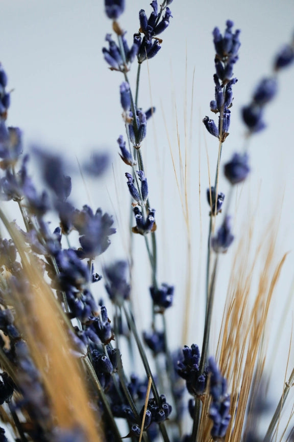 Wild Collection | Trockenblumenstrauss Provence