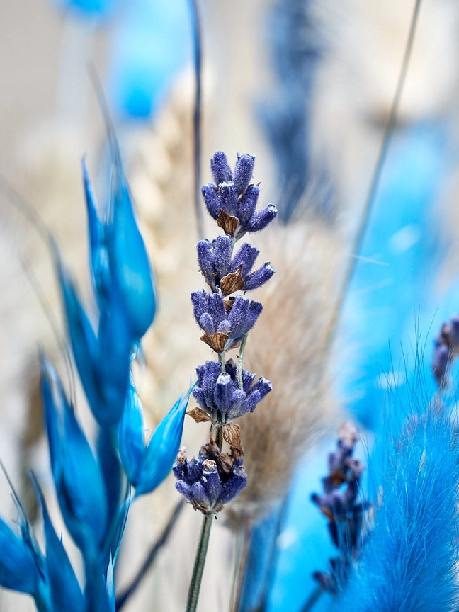 Wild Collection | Trockenblumenstrauss Indigo