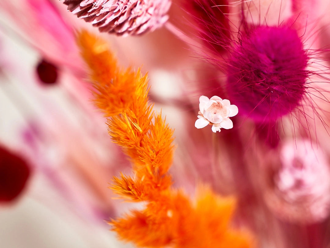 Wild Collection | Trockenblumenstrauss Coral