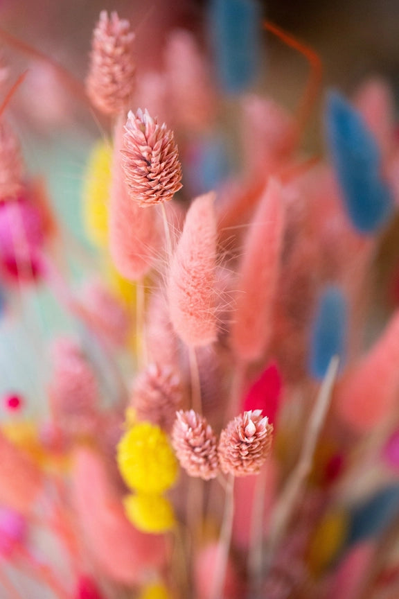Wild Collection | Trockenblumenstrauss Paradise Bird