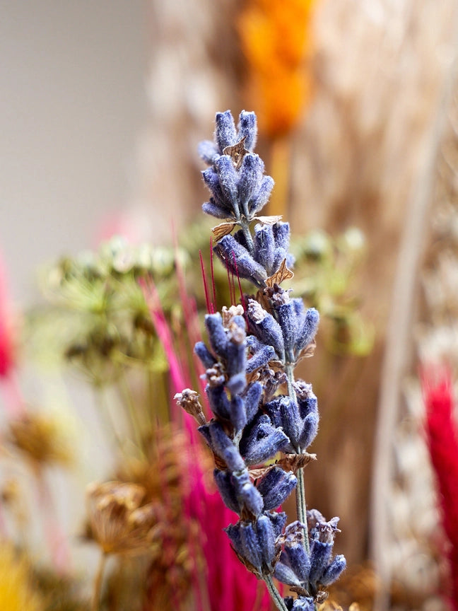 Wild Collection | Trockenblumenstrauss Wild Side